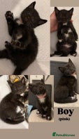 Mixed Breed cats - Advert 9