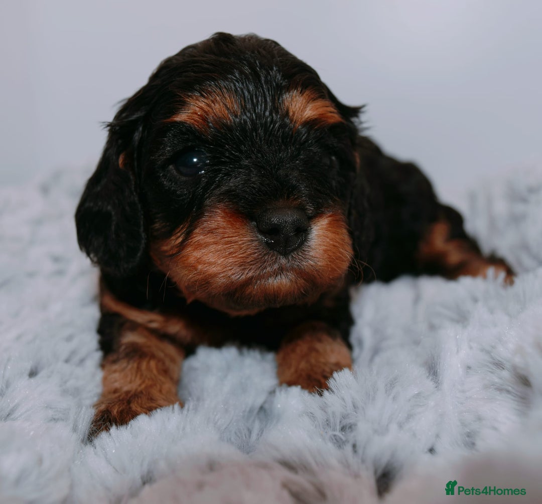 Cavapoo dogs for sale: Extensively Health tested Rare F1 Cavapoos - Image 2