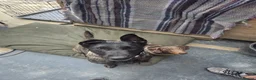 Mixed Breed dogs for sale: 4 year old Dutch Shepherd  - Advert 1