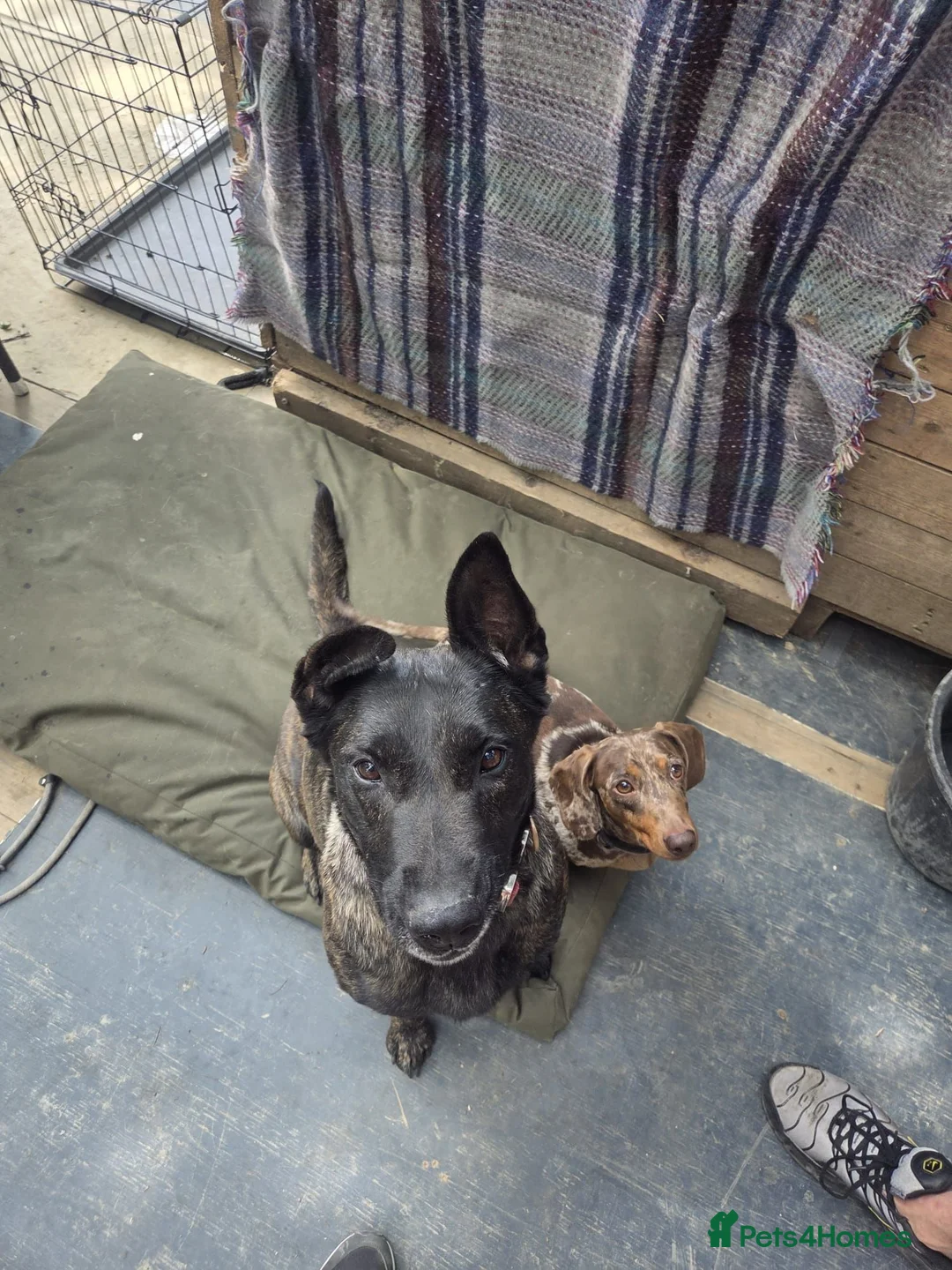Mixed Breed dogs for sale: 4 year old Dutch Shepherd  - Advert 1