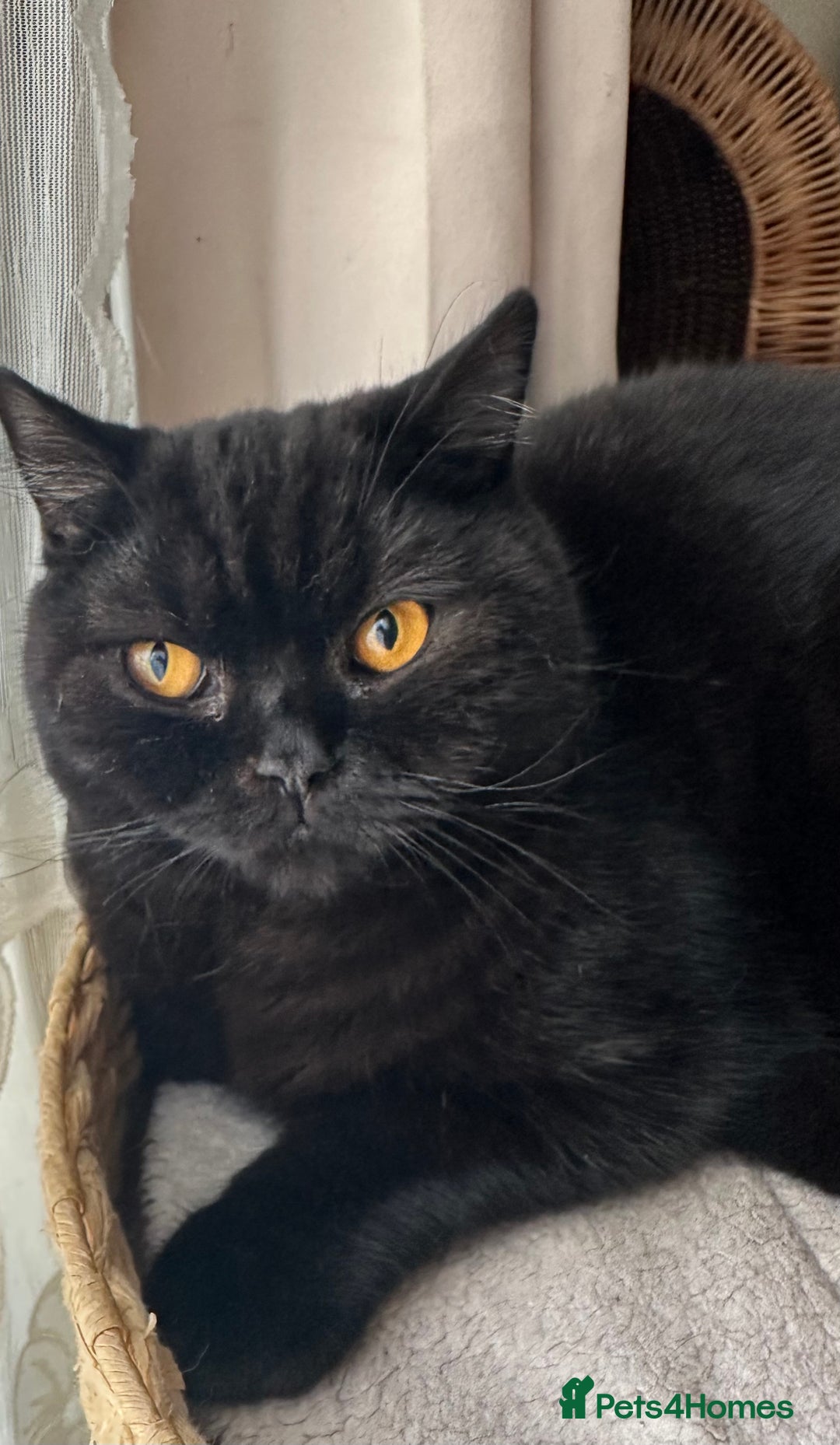 British Shorthair cats for sale: GCCF Registered British Short Hair Male  - Advert 5