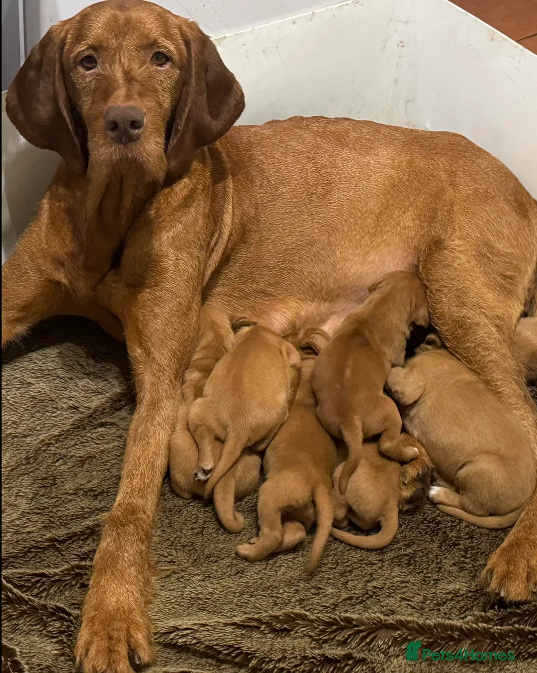 Hungarian Vizsla dogs for sale: Wire haired HungarianVizsla Puppies - Advert 2