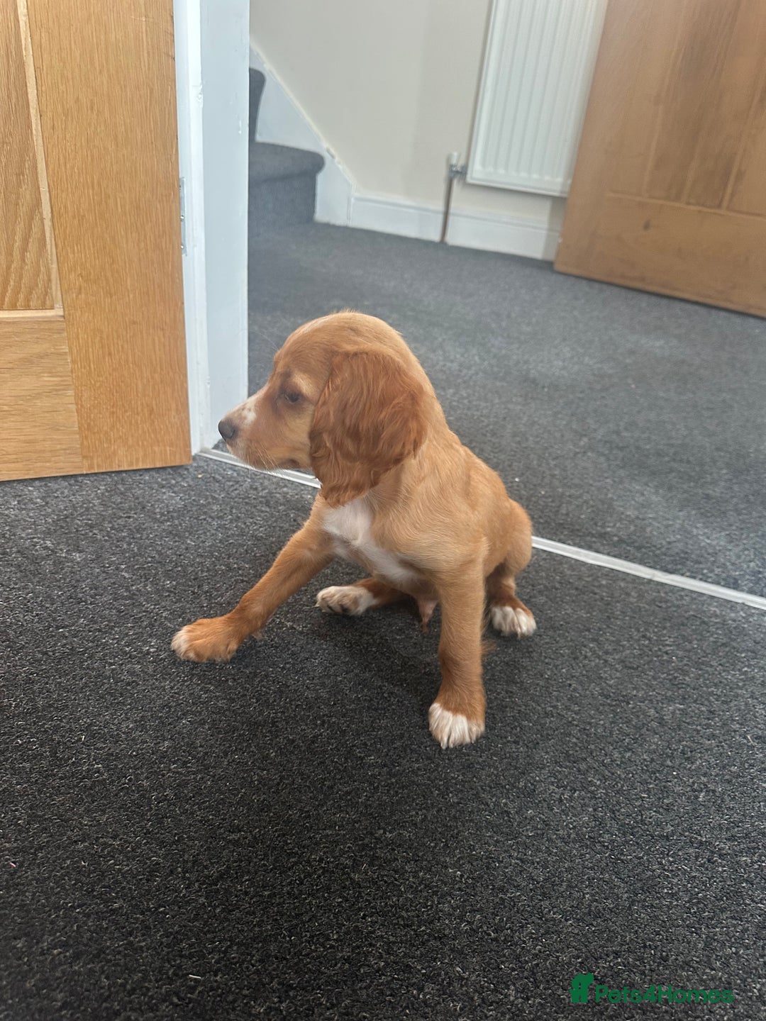 Cocker Spaniel dogs for sale: Cocker spaniel puppy - Image 2