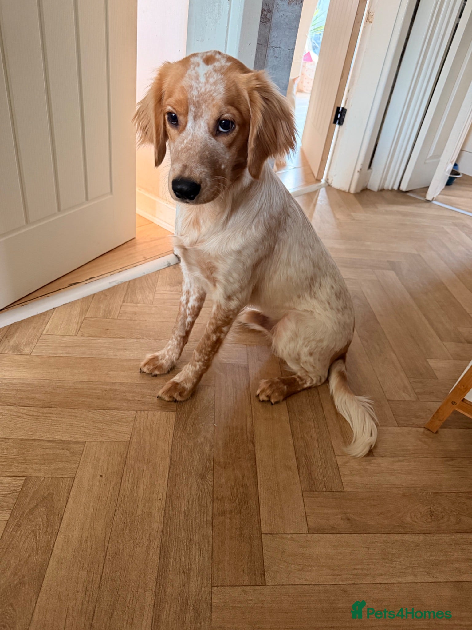 Cocker Spaniel dogs Beautiful Working Cocker Spaniel Stud Available - Advert 1