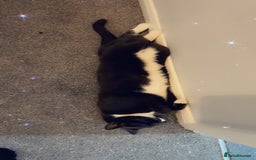 Mixed Breed cats for sale: Boy Bleu  - Advert 2