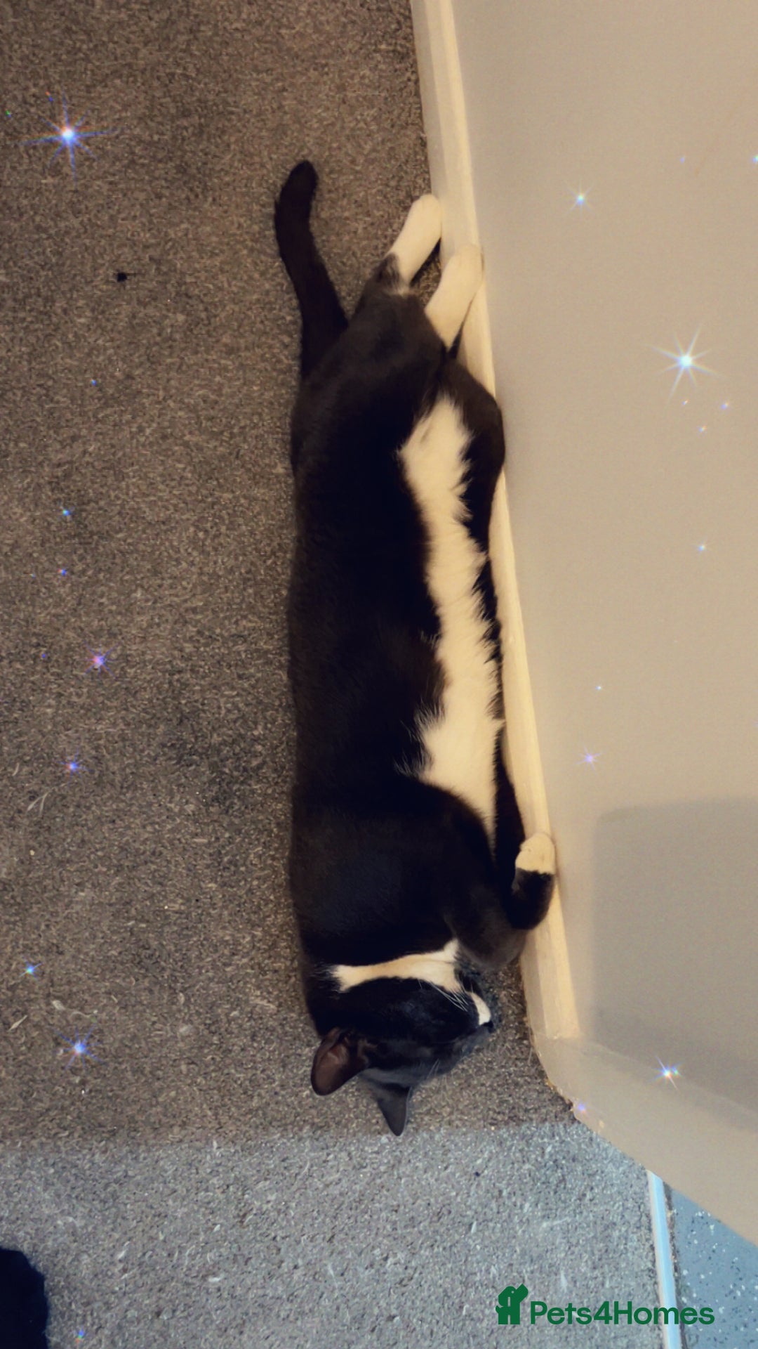 Mixed Breed cats for sale: Boy Bleu  - Advert 2