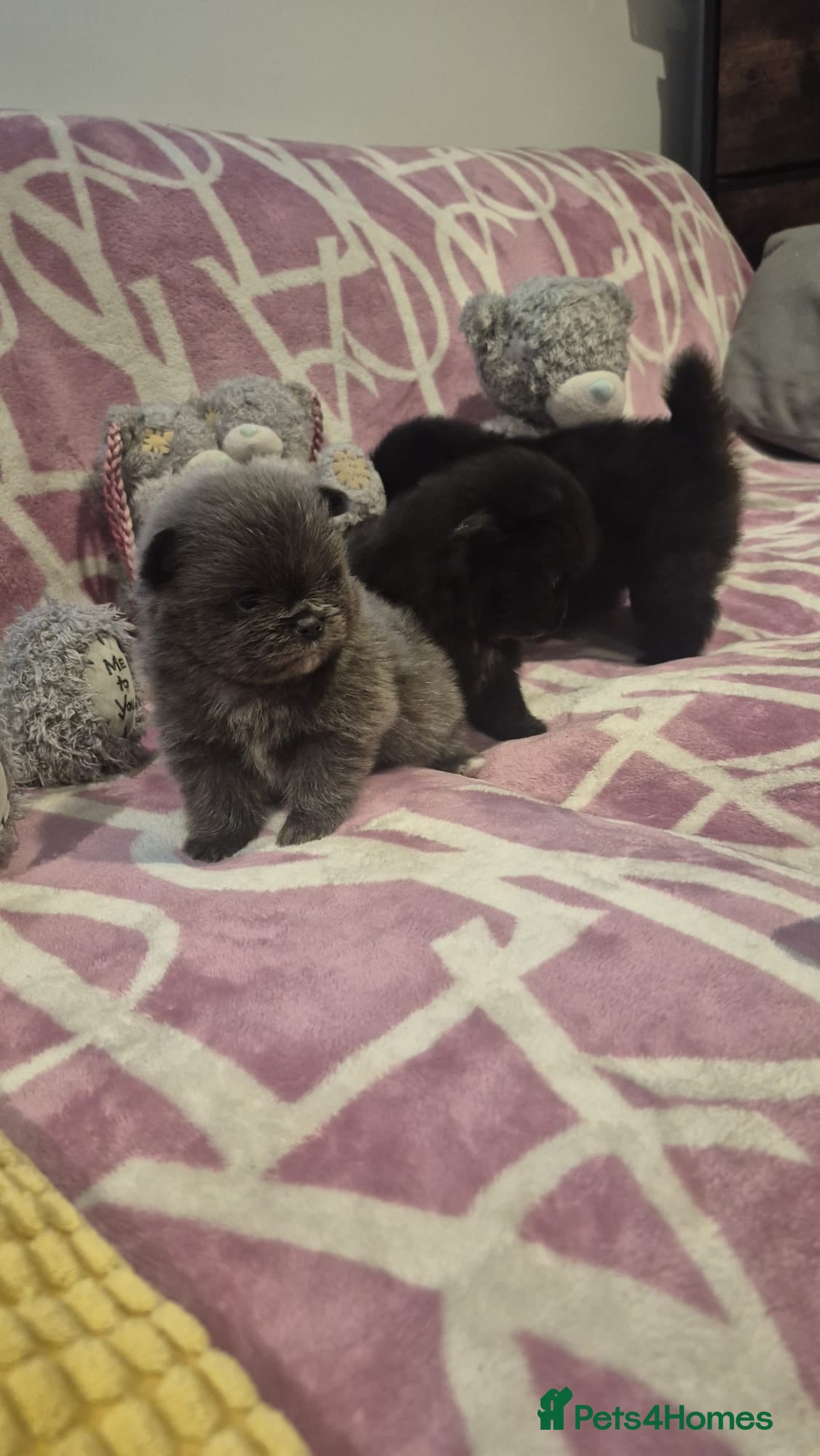 Pomeranian dogs for sale: Mini pomeranian puppies excel Russian bloodlines - Advert 21