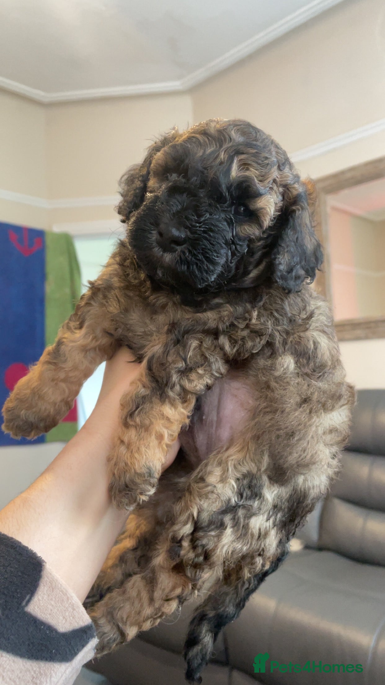 Poochon dogs for sale: Ready to leave NOW poochons🐶❤️ - Advert 28