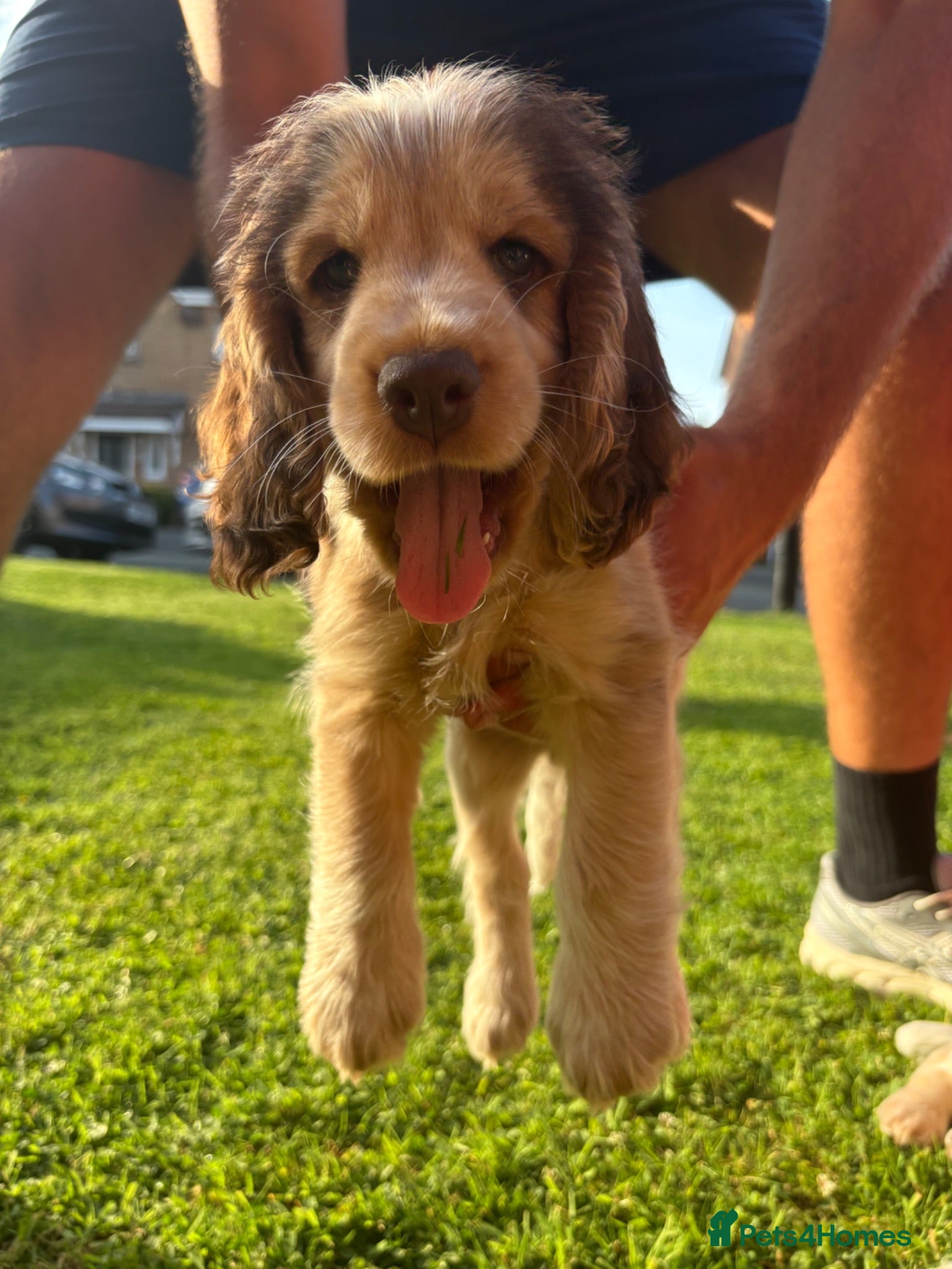 Cocker Spaniel dogs 💙3 Boys💙 KC Registered Show Cockerspaniel Puppy - Advert 1