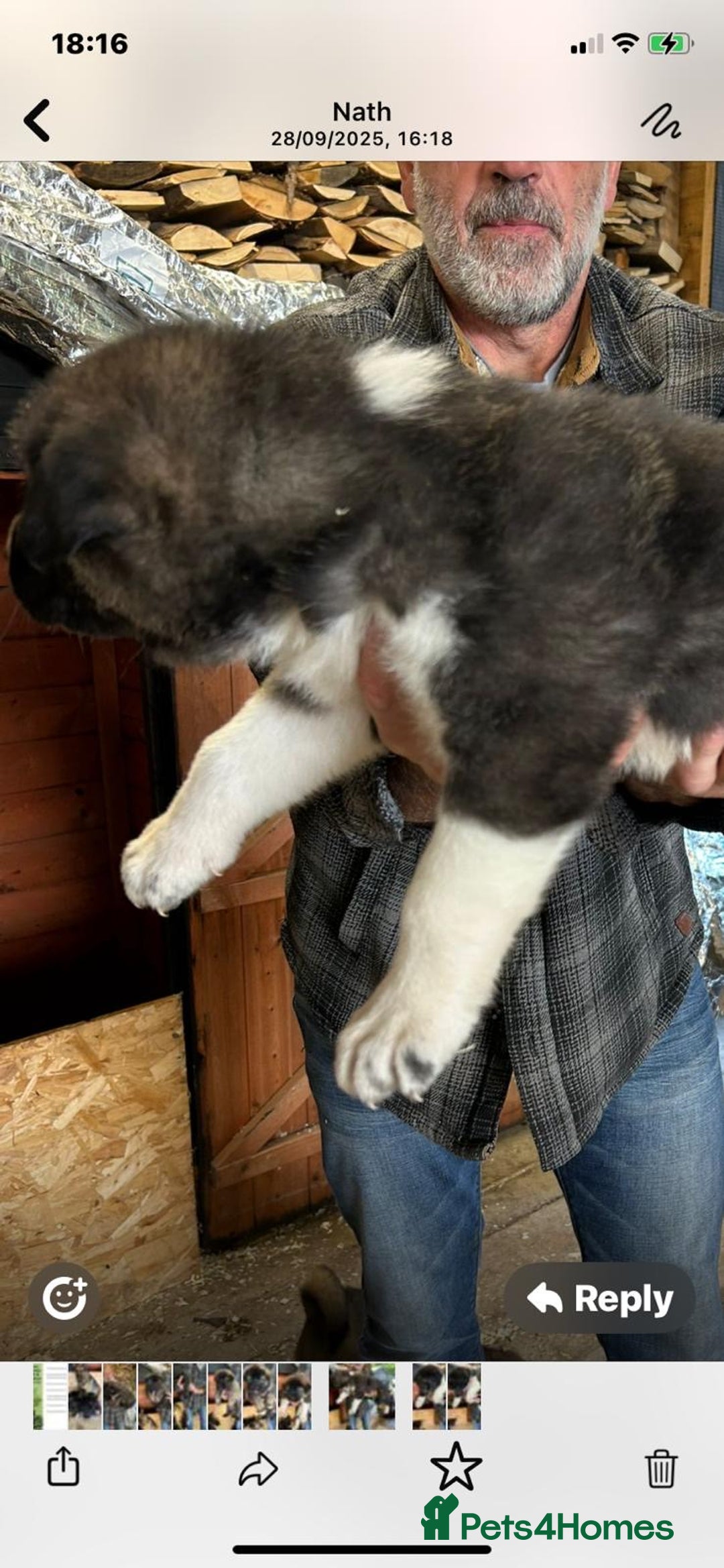 Mixed Breed dogs for sale: GSD X Akita puppies looking for new homes in Oct - Image 10