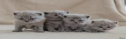 British Shorthair cats for sale: X5 British Shorthair Kittens – GCCF Registered - Advert 10