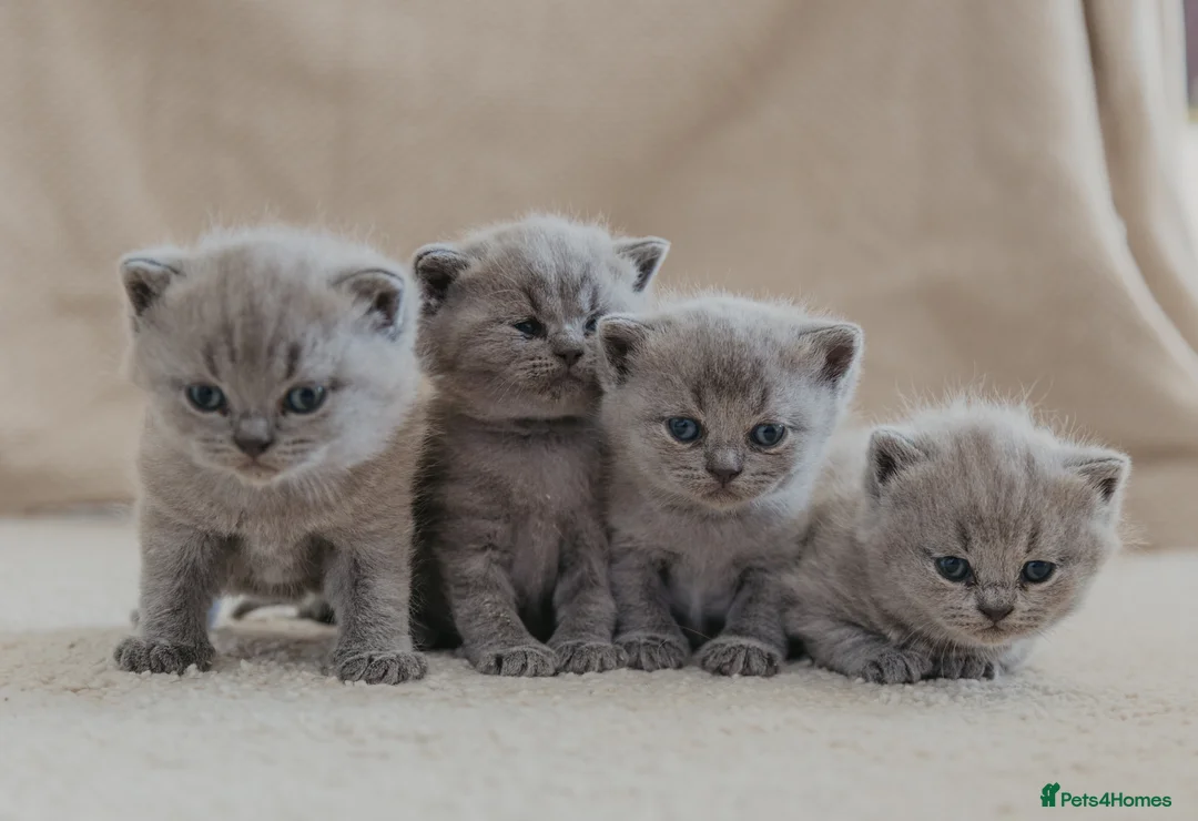 British Shorthair cats for sale: X5 British Shorthair Kittens – GCCF Registered - Advert 10