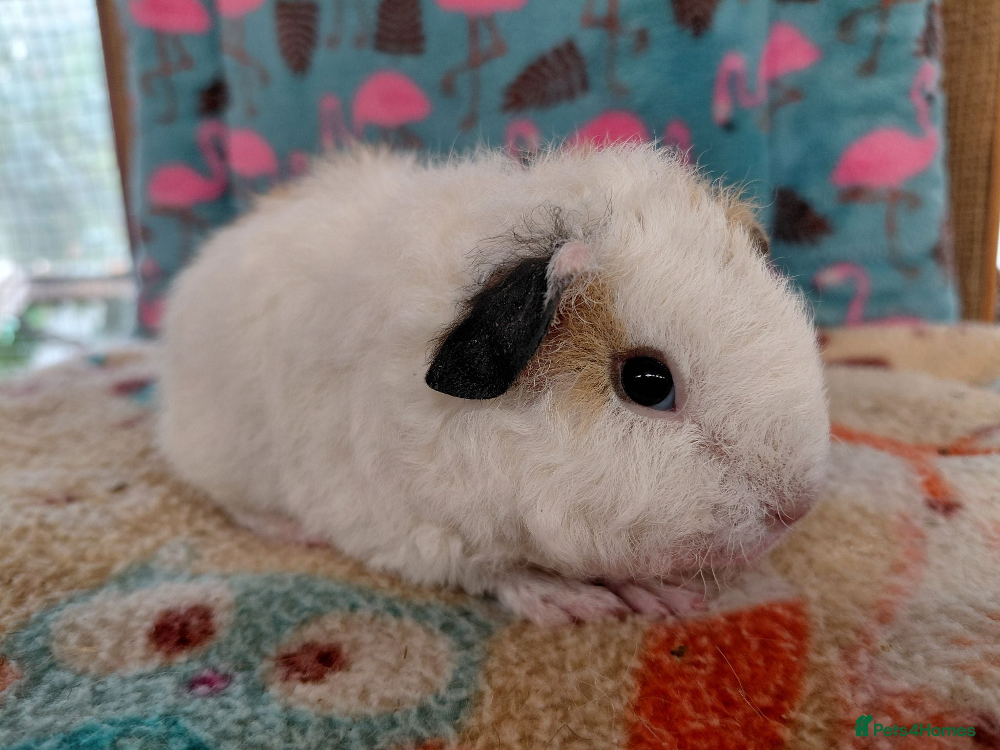 Guinea Pig rodents Baby Longhaired Sheltie Boars/Brothers RTR - Advert 10