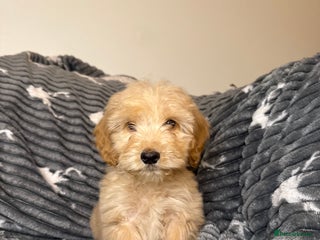 Cockapoo dogs Last F2 Boy Cockapoo puppy - Advert 3