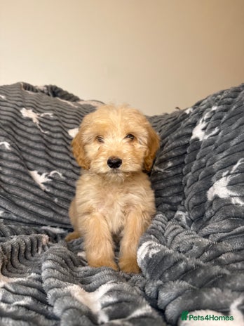 Cockapoo dogs Last F2 Boy Cockapoo puppy - Advert 16