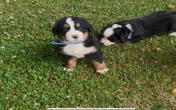 Bernese Mountain Dog dogs for sale: KC Reg Bernese Mountain Dog Puppies - Image 24