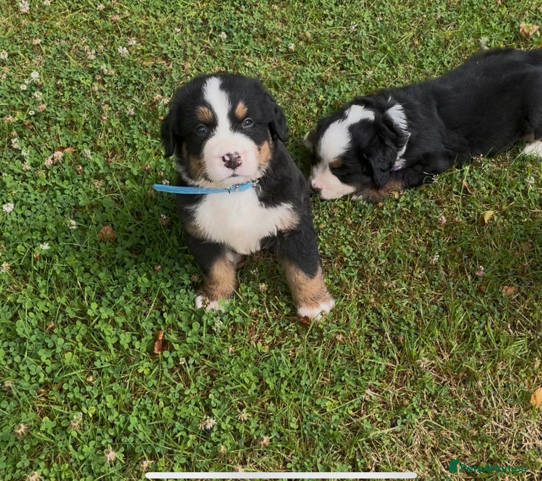 Bernese Mountain Dog dogs for sale: KC Reg Bernese Mountain Dog Puppies - Image 24