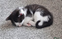 British Shorthair cats for sale: British Shorthair Mix Kittens - Image 20