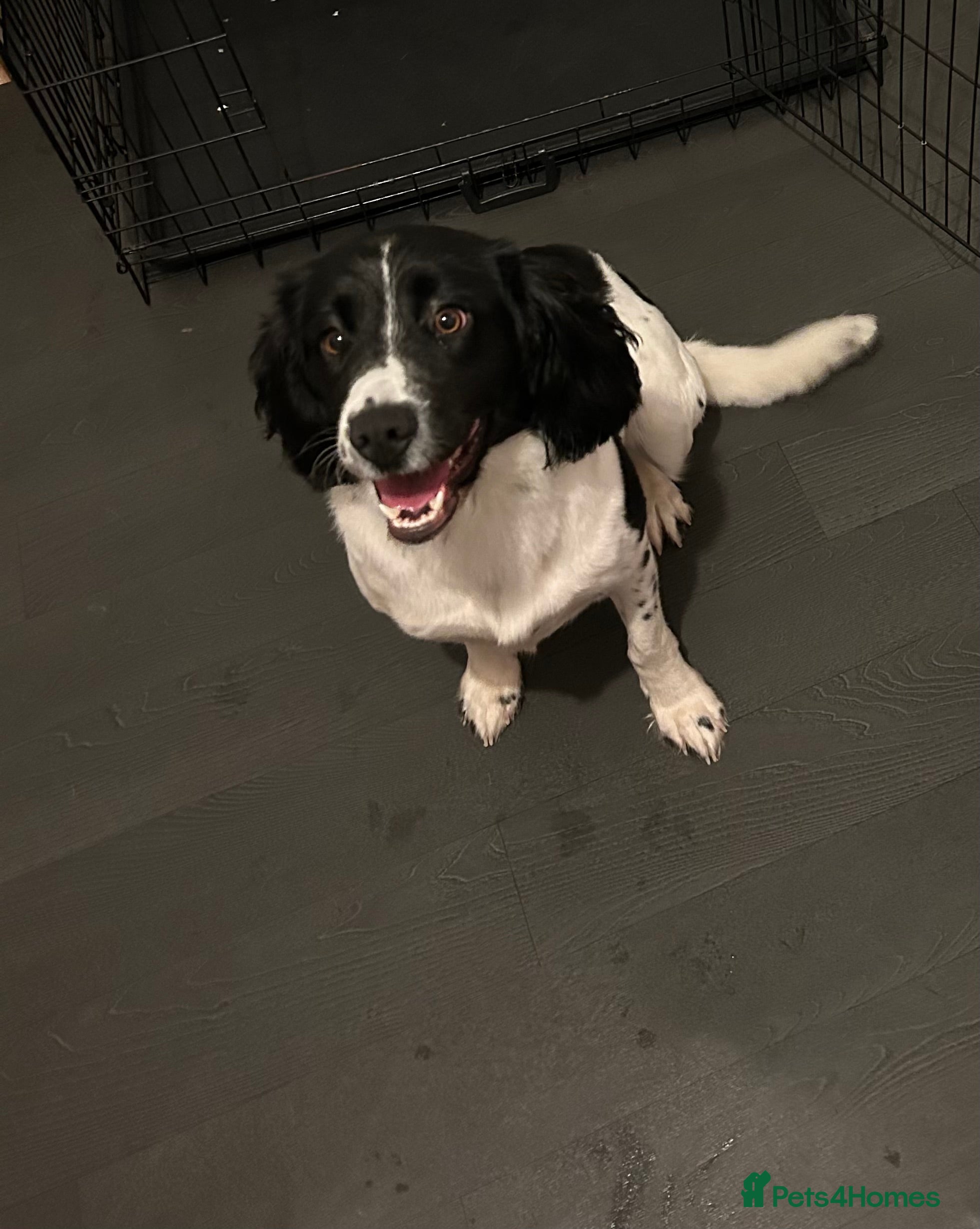 Sprocker dogs Just over a year old female sprocker - Advert 5