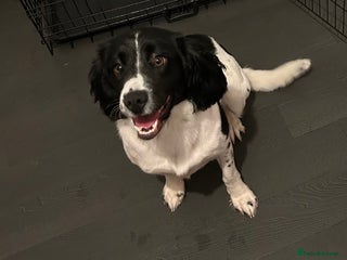 Sprocker dogs Just over a year old female sprocker - Advert 1