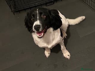 Sprocker dogs Just over a year old female sprocker - Advert 9