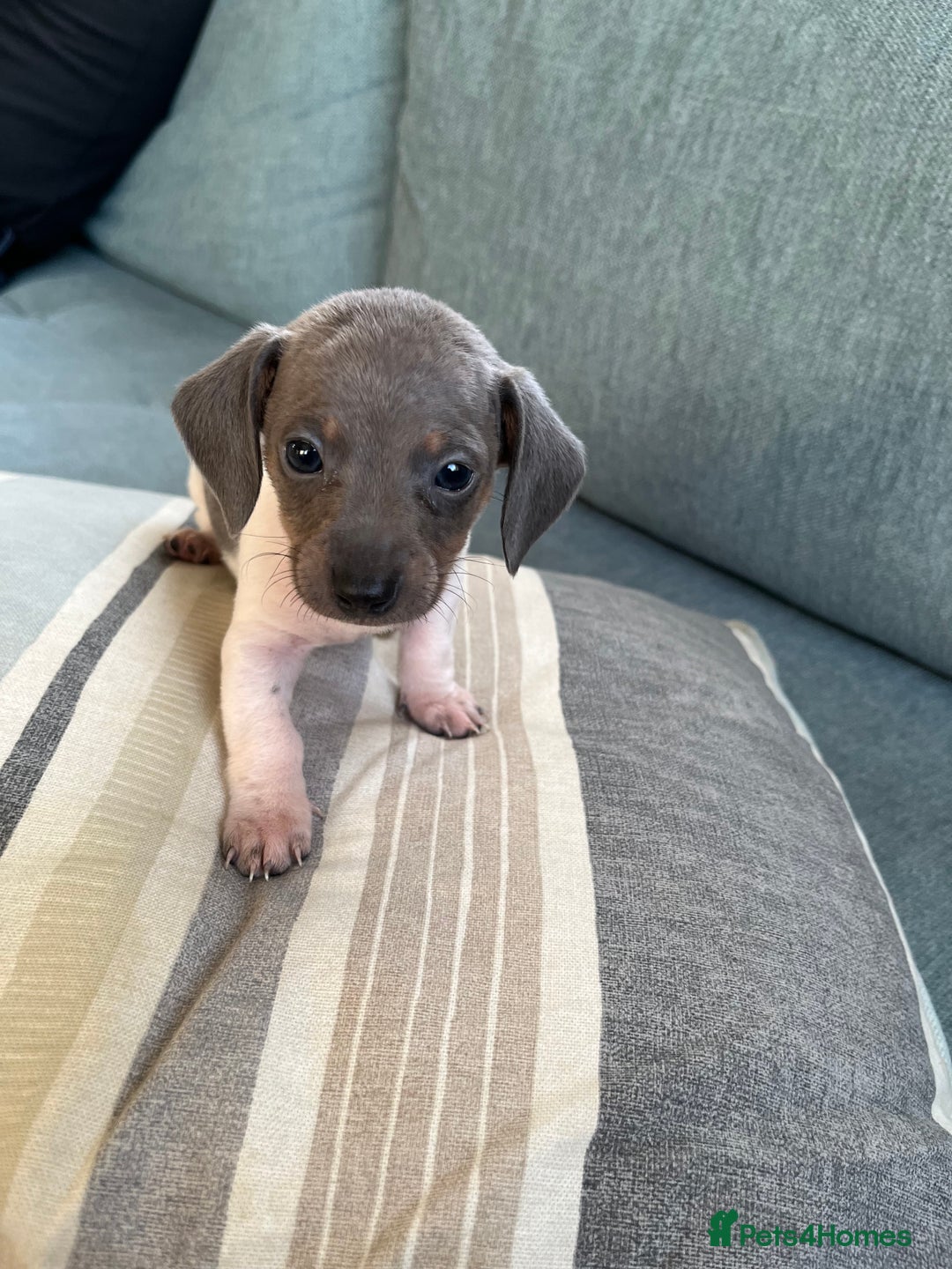 Miniature Dachshund dogs for sale: Micro mini dachshund  - Image 8