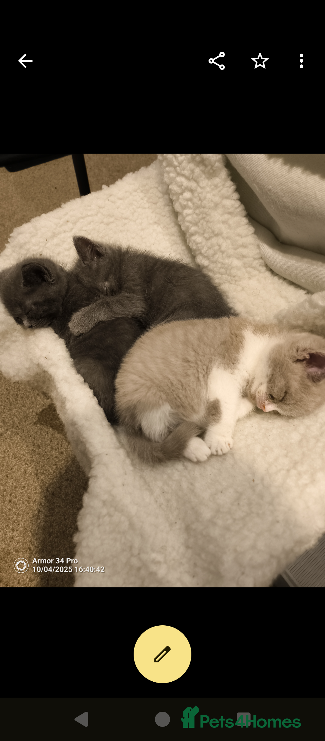British Shorthair cats for sale: 3 beautiful little British short hair kittens   - Advert 11