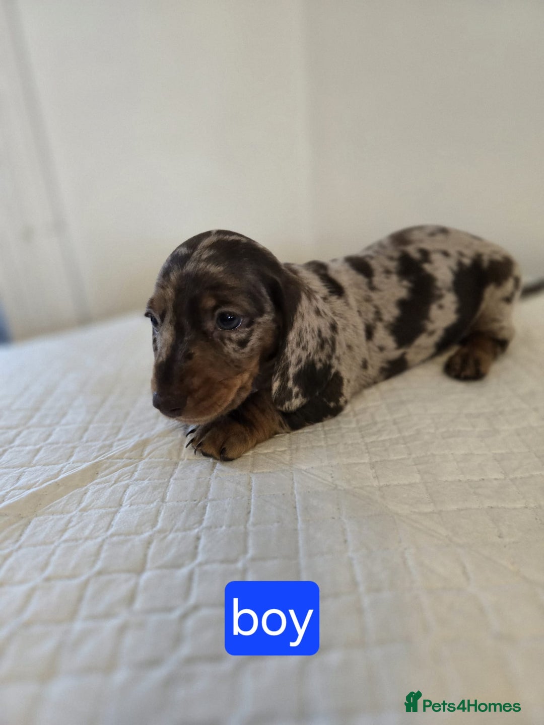 Dachshund dogs for sale: Beautiful dachshund babies  - Image 10