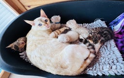 Bengal cats for sale: TICA Reg Bengal Kittens - Browns, Lynx & Mink - Image 11