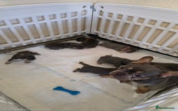 French Bulldog dogs for sale: Beautiful litter of French Bulldogs - Advert 26