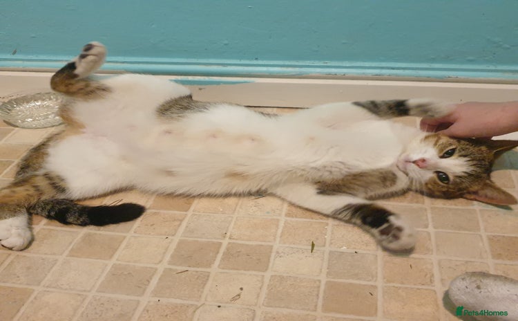 British Shorthair cats - Advert 5