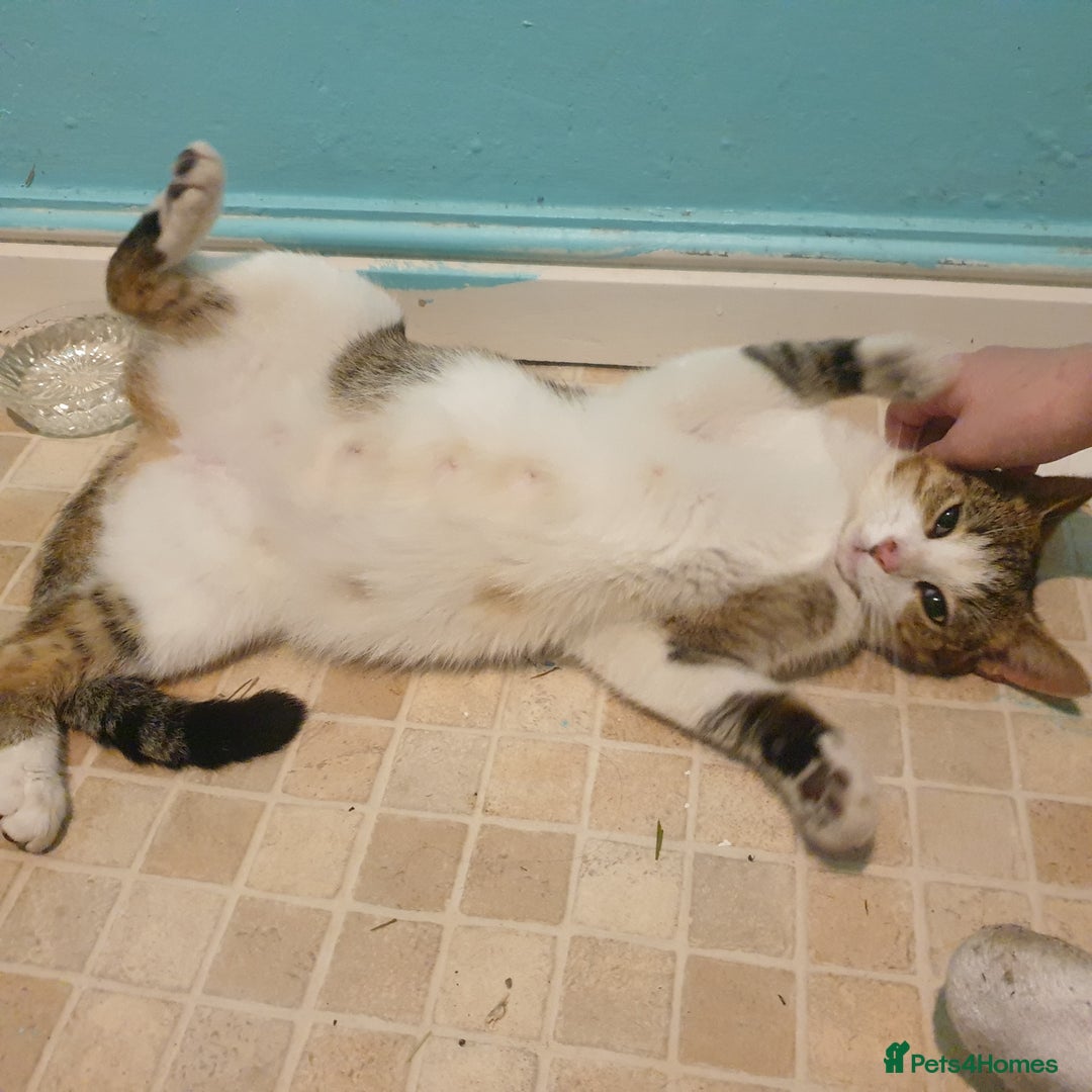 British Shorthair cats for sale: RESERVED  - Image 1