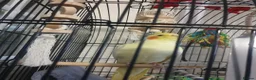 Cockatiels birds for sale: Female cockateil for sale!!! in Stalybridge - Advert 4