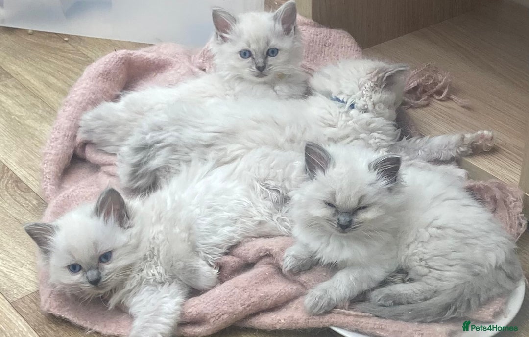 Ragdoll cats for sale: Beautiful Pedigree Ragdoll kittens  - Image 4