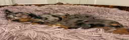 Dachshund dogs for sale: 4 KC Standard Long Haired Dachshund Puppies - Advert 15