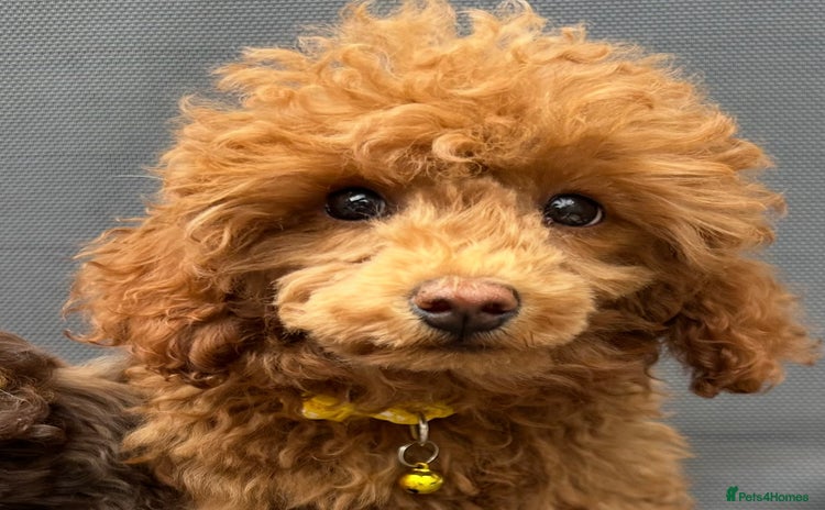 Toy Poodle dogs in Chichester - Advert 4