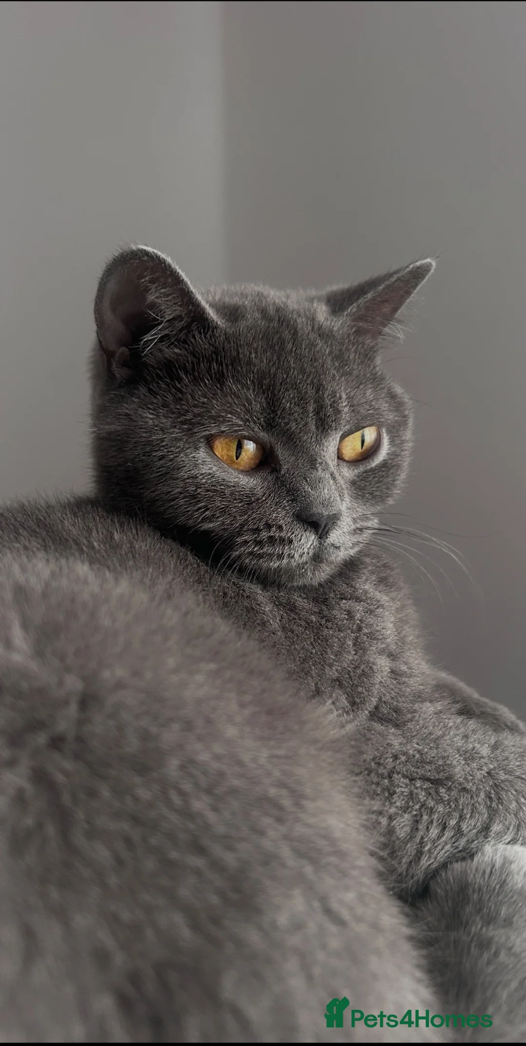 British Shorthair cats for sale: Female British shorthair GCCF - Advert 4