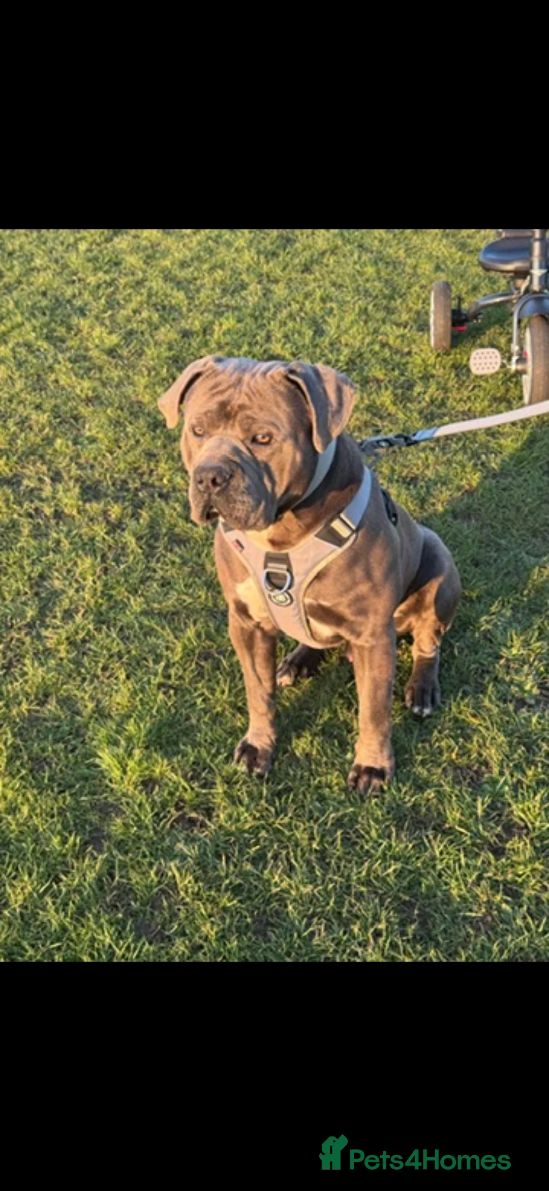 Cane Corso dogs for sale: Cane Corso in Rochester - Advert 3