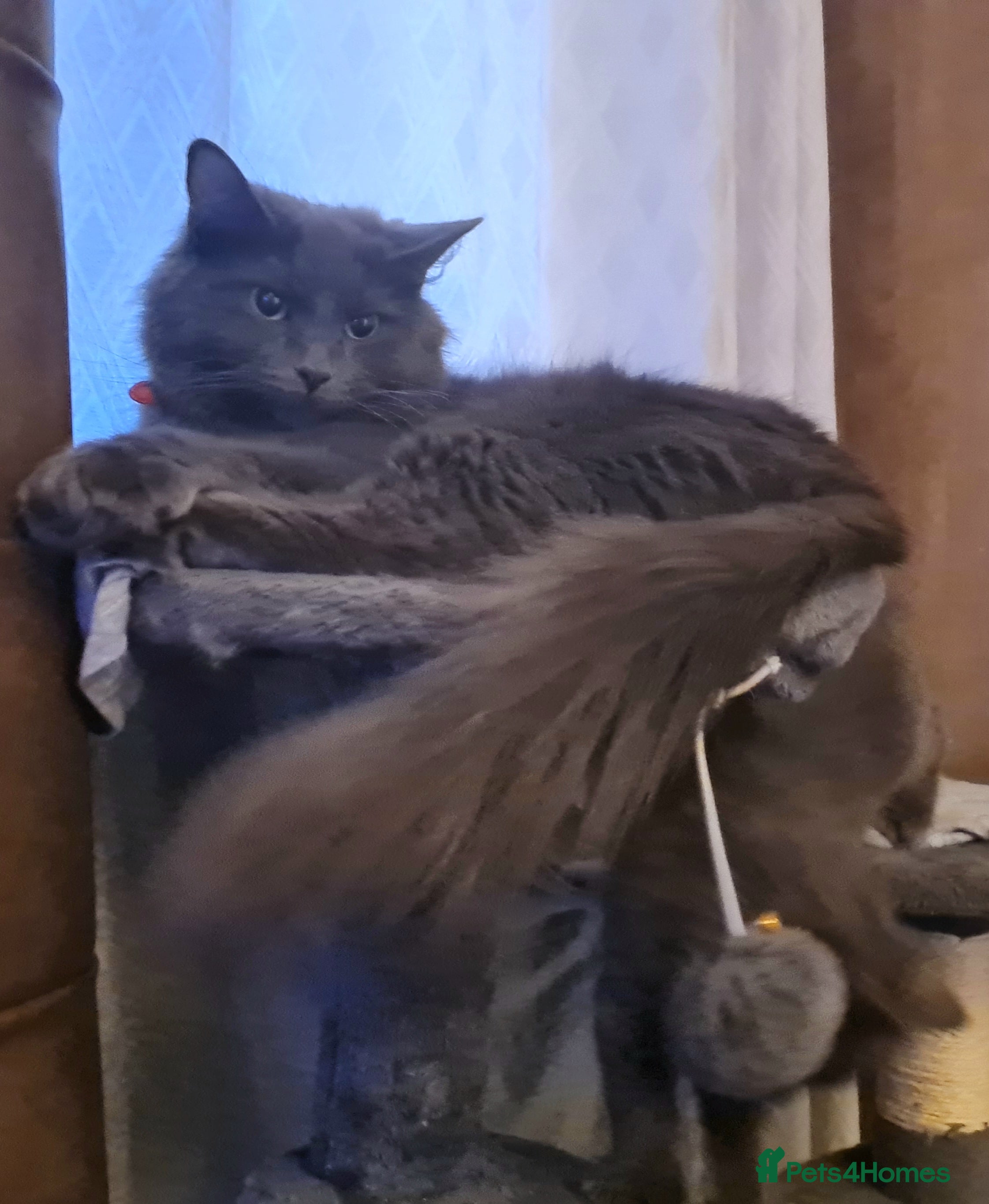 Mixed Breed cats RAGDOLL X BRITISH SHORT-HAIRED  - Advert 14
