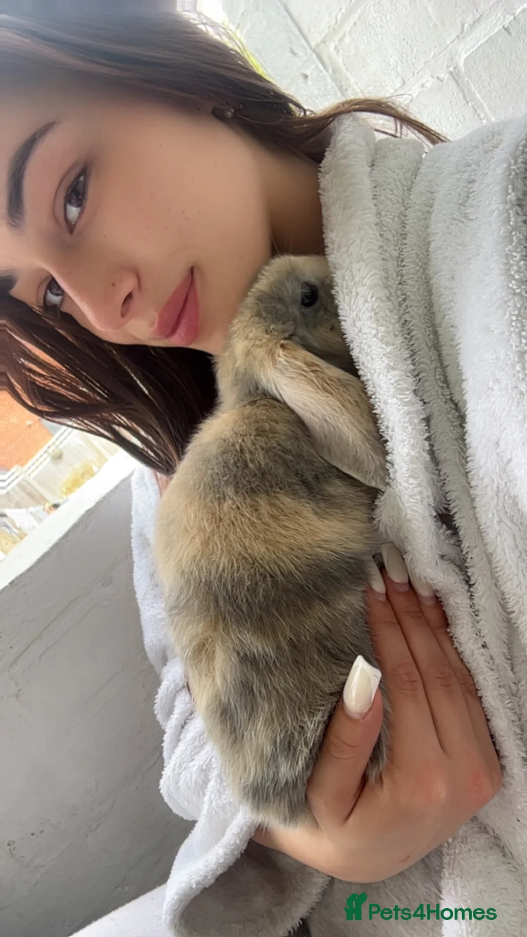 Mini Lop rabbits for sale: Arlo the Mini lop ear bunny  in Loughton - Advert 3