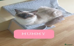 Ragdoll cats for sale: 5 fully seal point ragdoll kittens  - Image 23