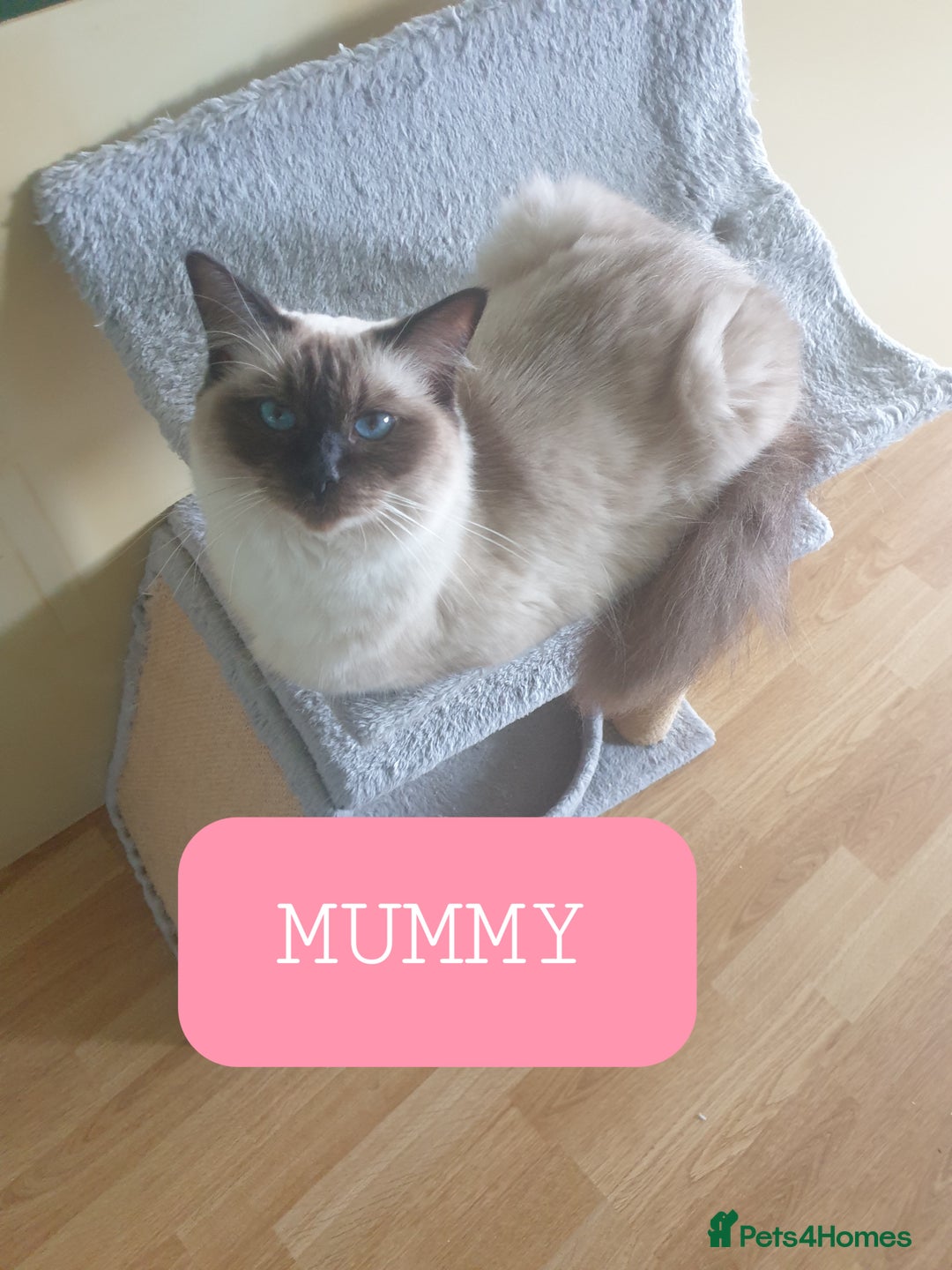 Ragdoll cats for sale: 5 fully seal point ragdoll kittens  - Image 23