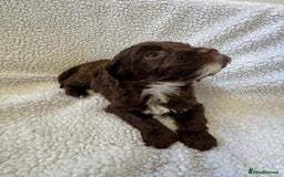 Cockapoo dogs for sale: F1 cockerpoo puppies  - Image 5