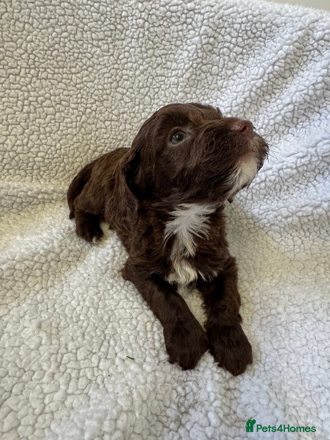 Cockapoo dogs for sale: F1 cockerpoo puppies  - Image 5