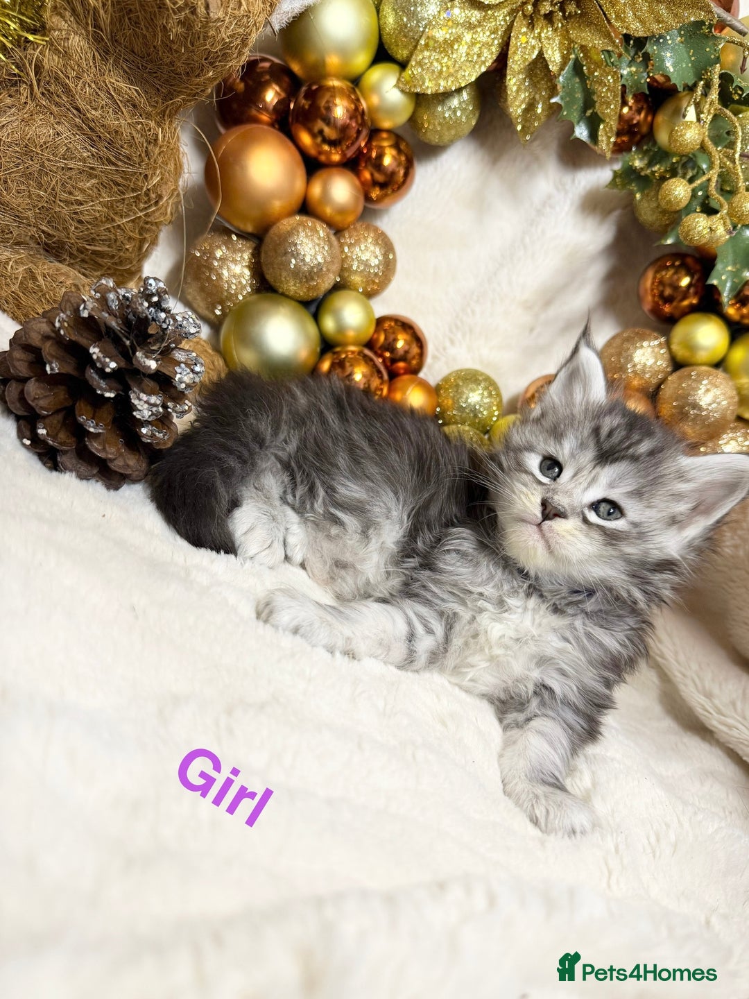 Maine Coon cats for sale: 🏅❤️Champ blood beautiful Mainecoone kittens 🏅 - Advert 11