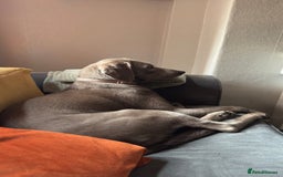 Labrador Retriever dogs for sale: Silver Labrador Retreiver - Advert 3