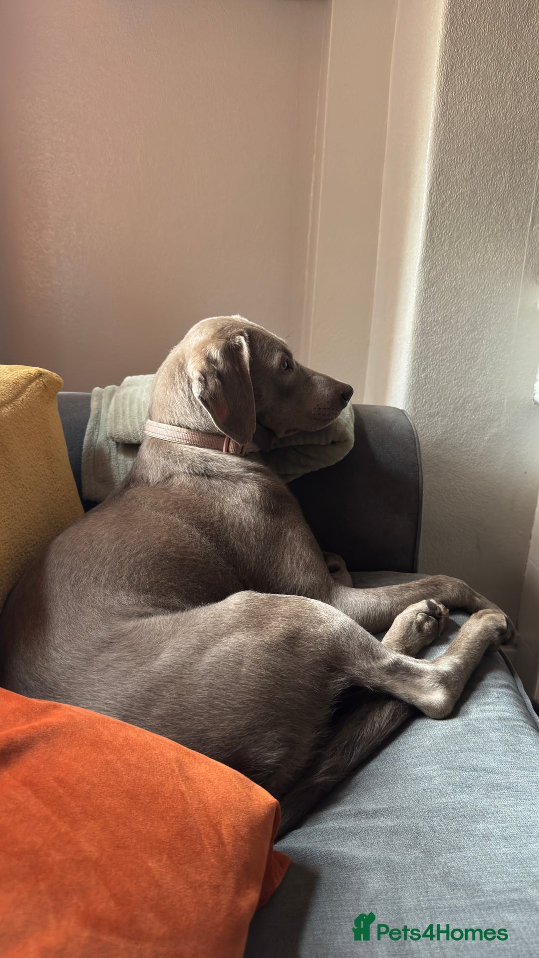 Labrador Retriever dogs for sale: Silver Labrador Retreiver - Advert 3