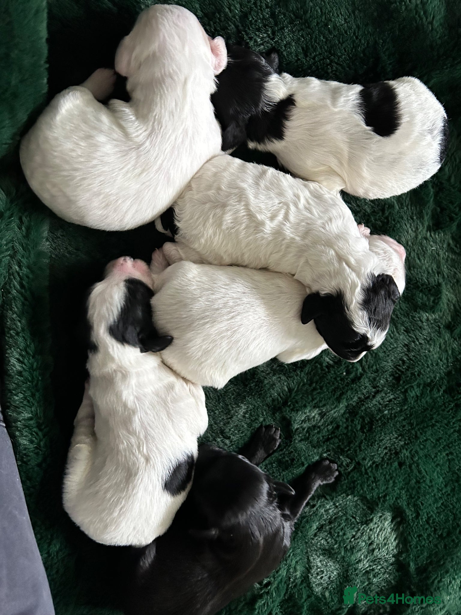 Mixed Breed dogs STUNNING SHIHPOO X SPROODLE PUPPIES - Advert 1