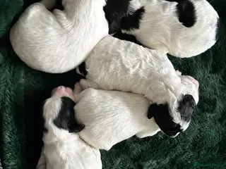 Mixed Breed dogs STUNNING SHIHPOO X SPROODLE PUPPIES - Advert 1