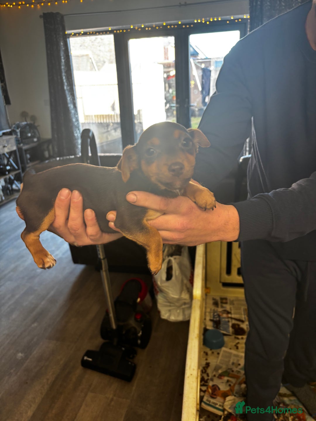 Jack Russell dogs for sale: Beautiful miniature pure Jack Russell’s  - Advert 5